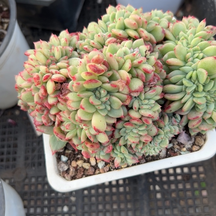 幸运的是我还没幸运