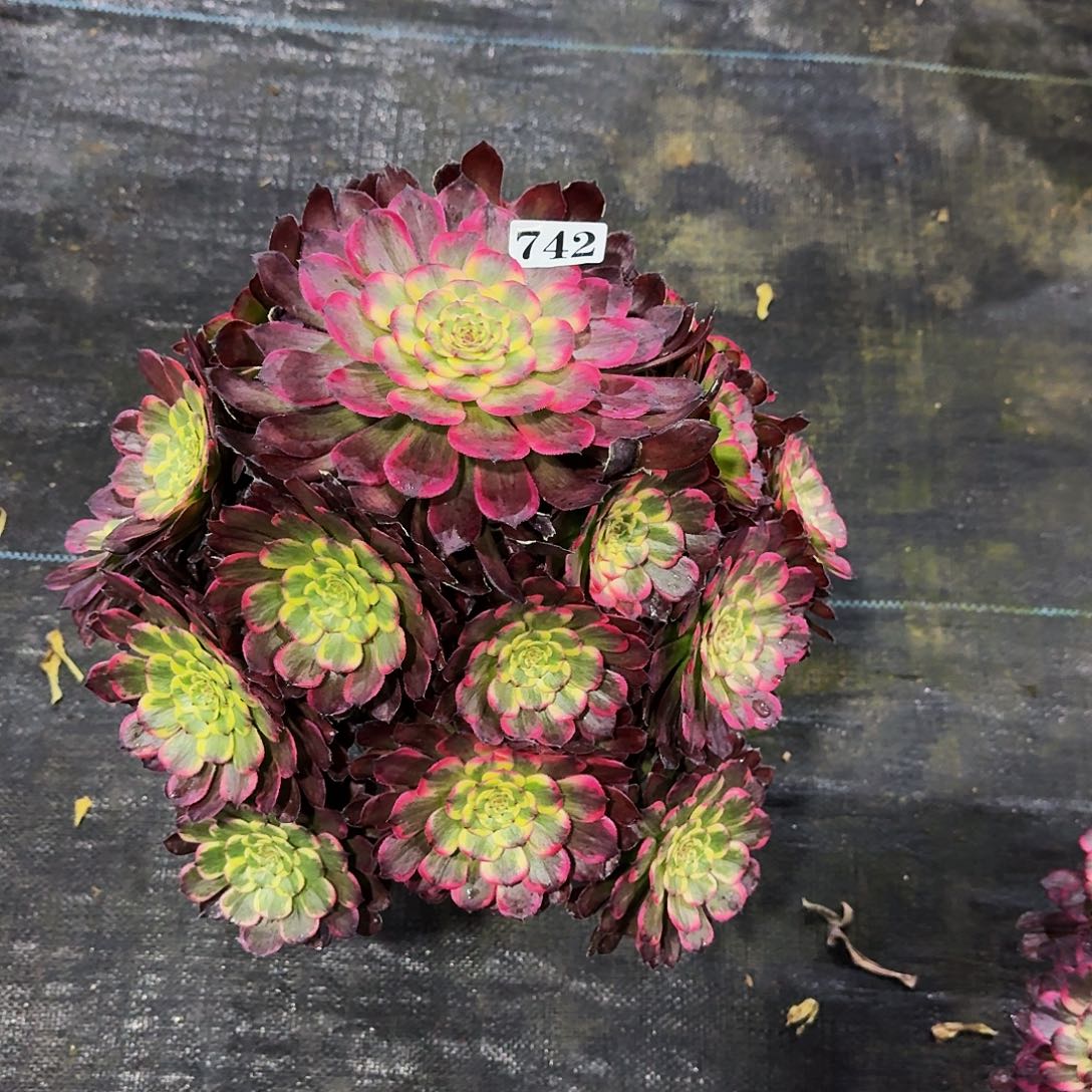 0000742黑金刚多肉植物