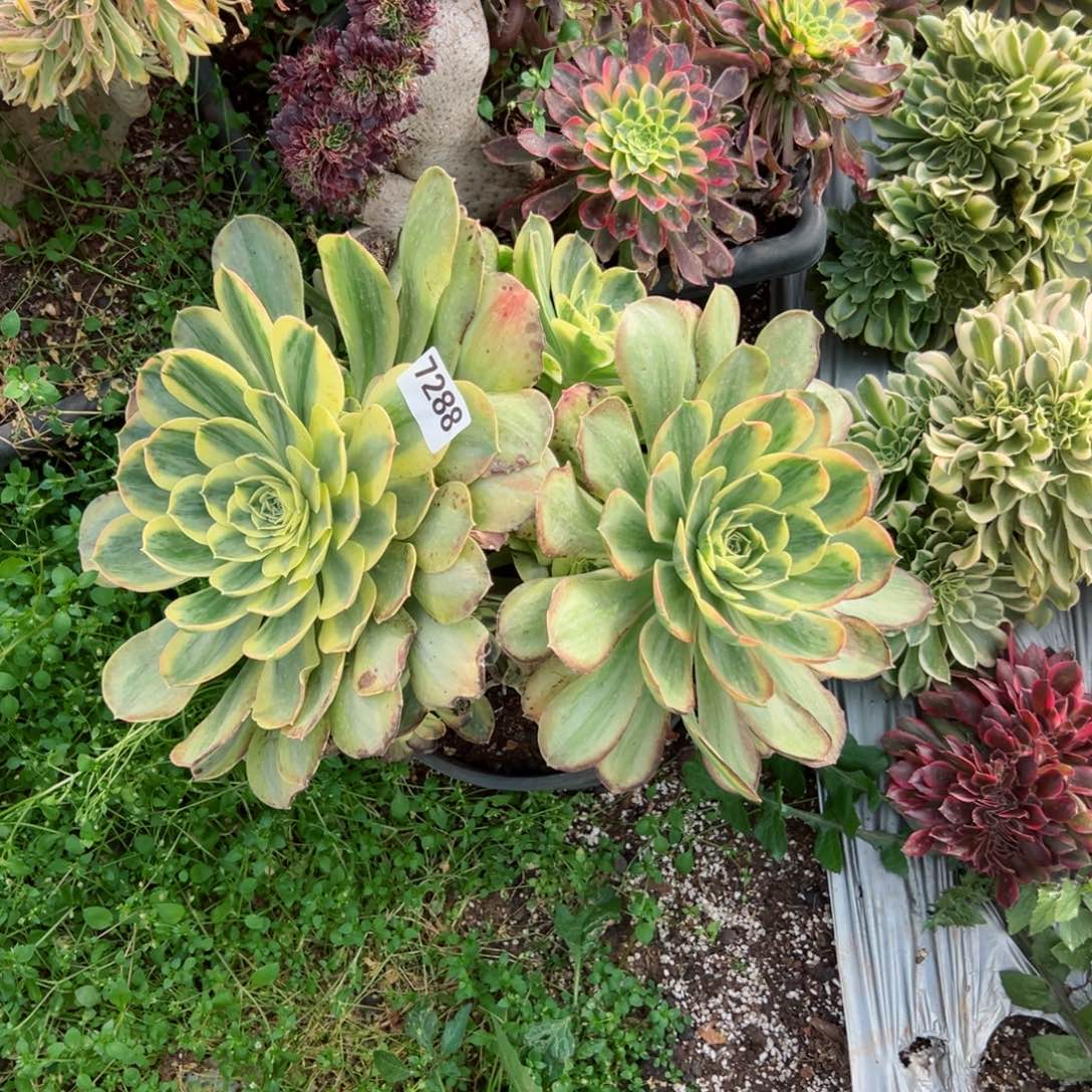 7288 号多肉法师新年特价