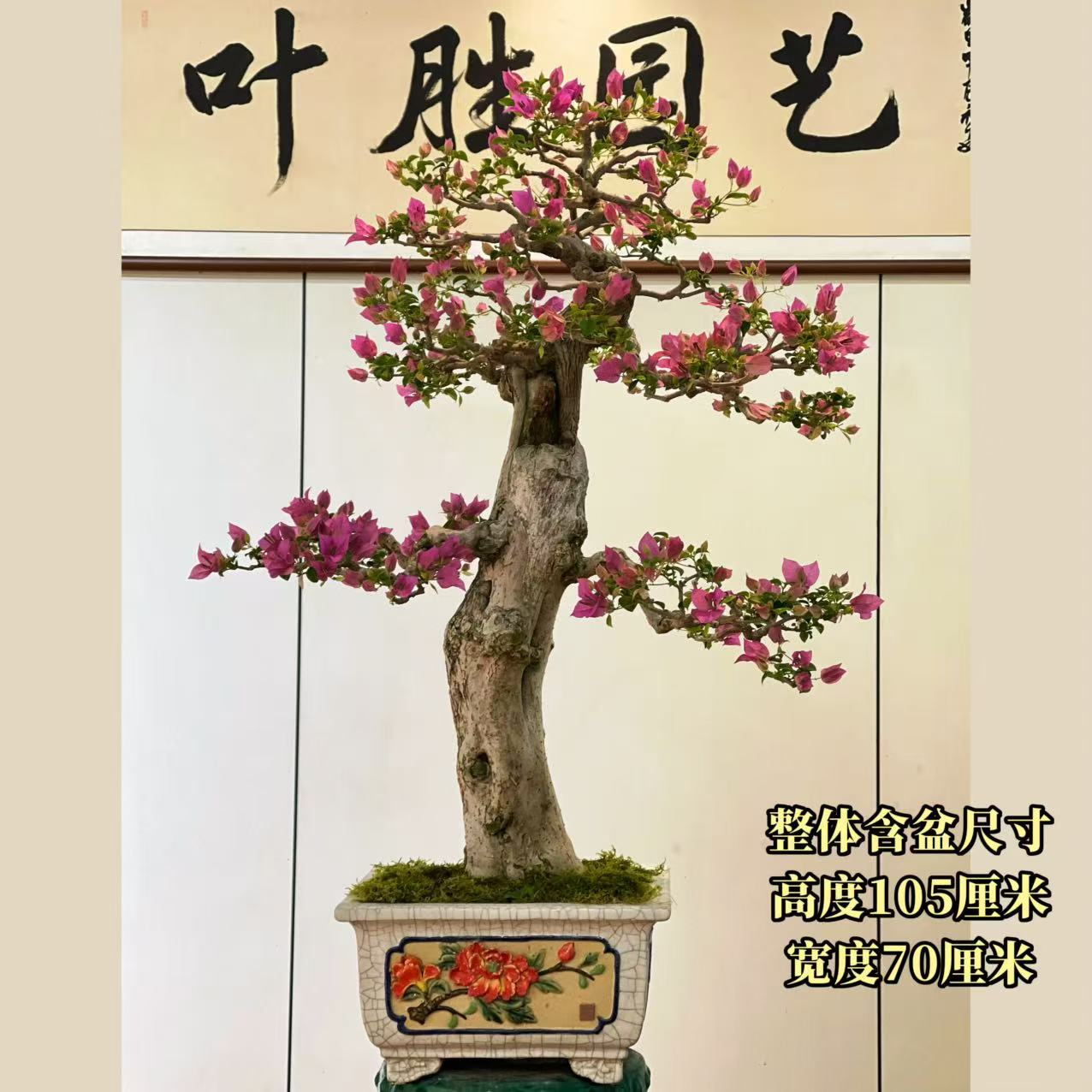 【叶胜园艺】精品小叶紫老桩三角梅盆景