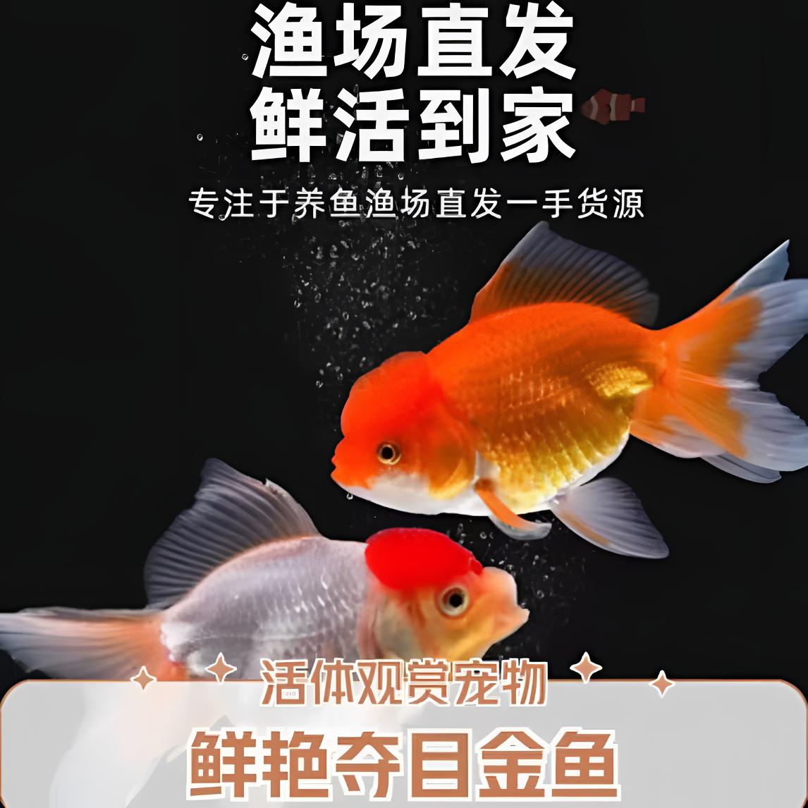 观赏鱼金鱼冷水鱼 一物一拍(无开箱视频无售后）