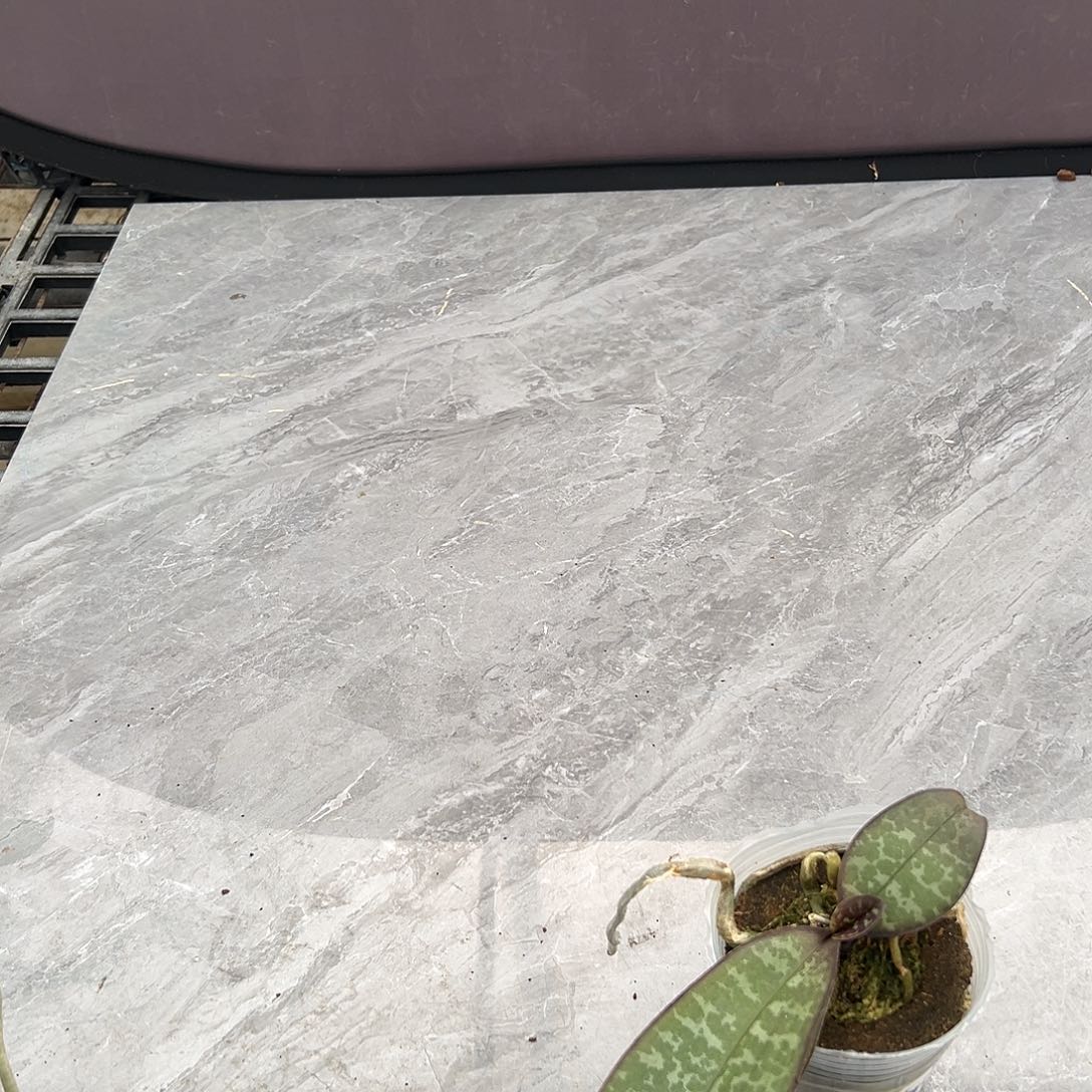 肥***陈完全开放粉史2.8寸寄养