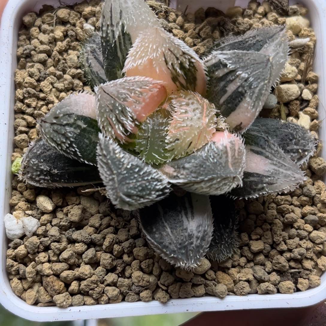 652狼蛛锦哈哈哈哈哈哈哈哈哈