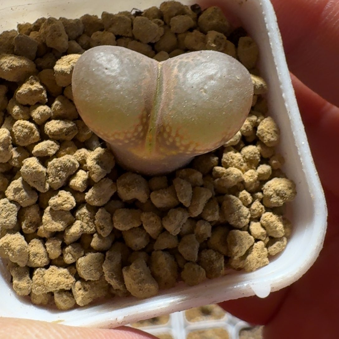 脱土发货，...............