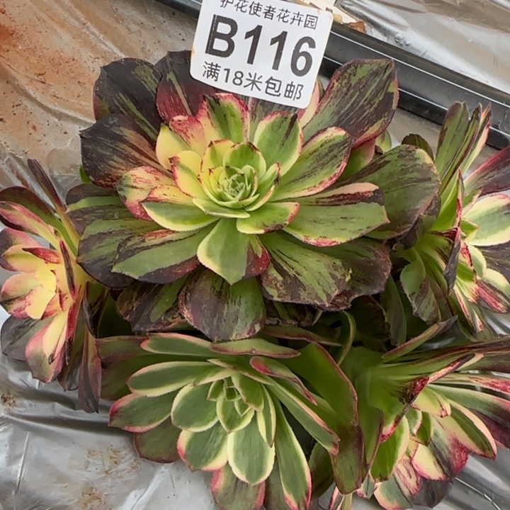 多肉法师伯爵朵朵