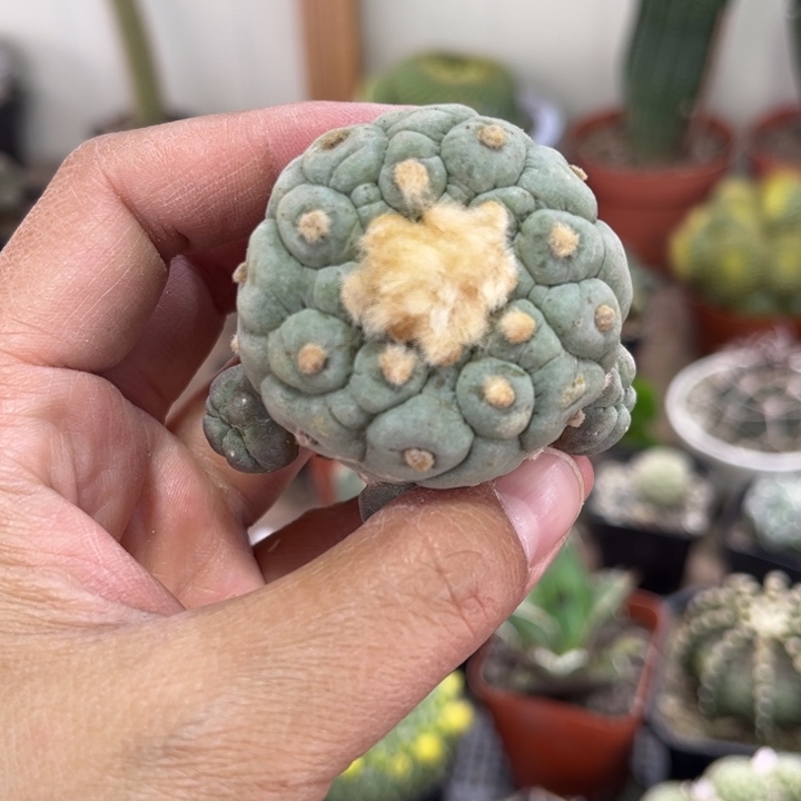 151自根好养皮实好活