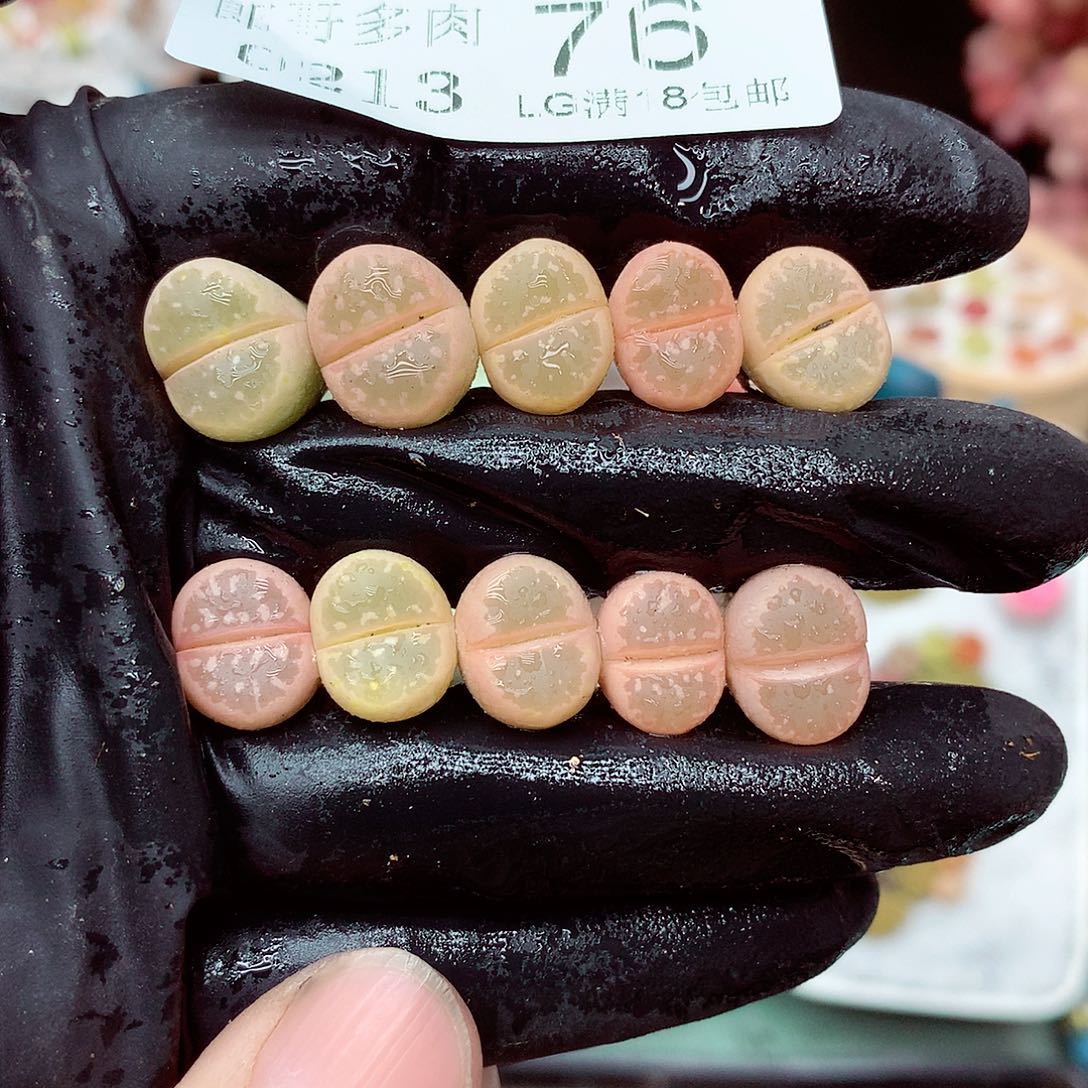 郎哥多肉生石花13-75