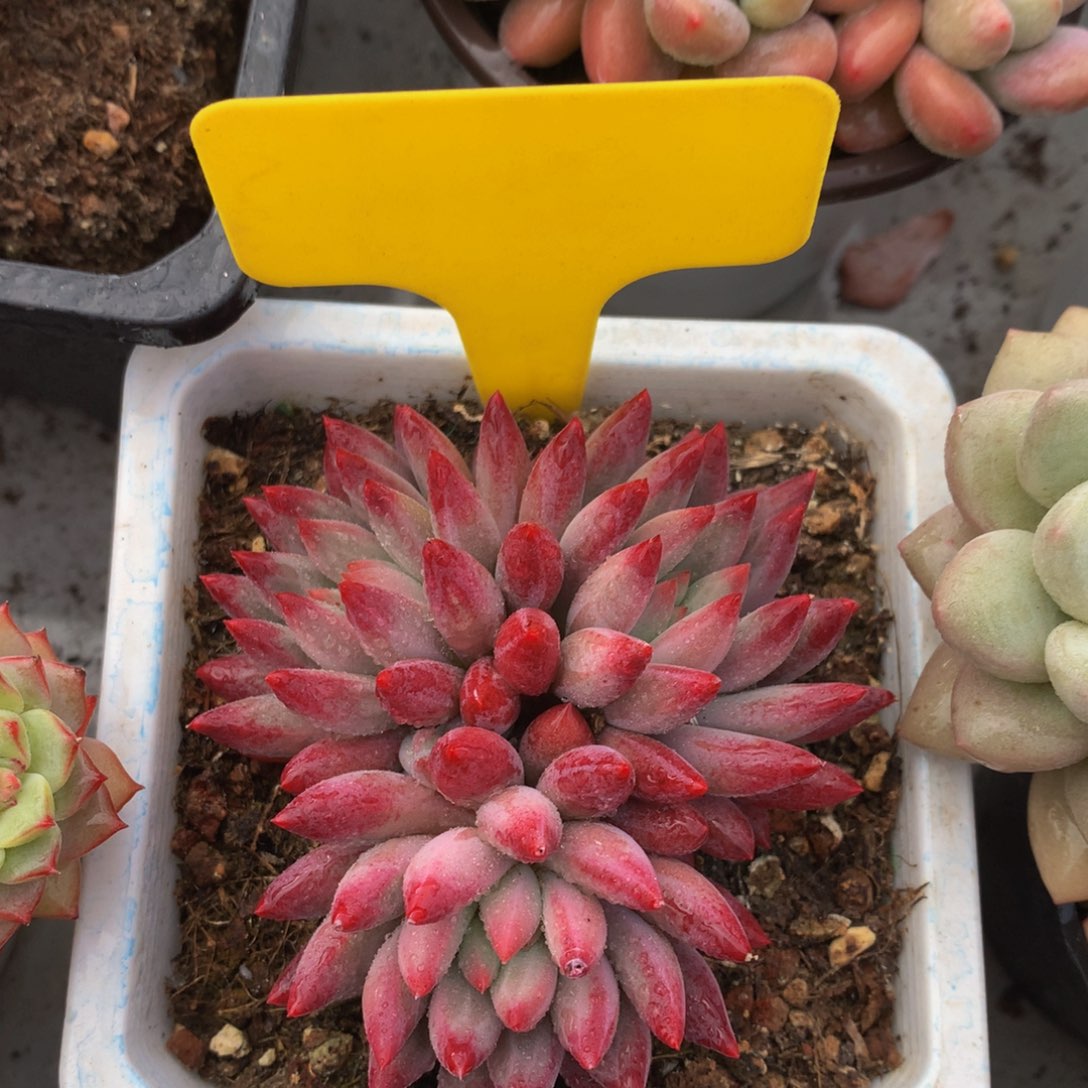 绿体虞美人727272727