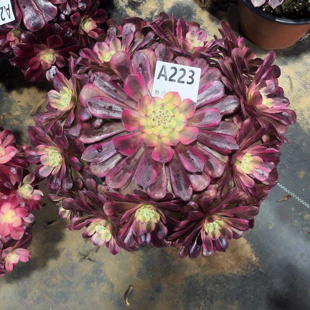 多肉植物美姬变异223多肉