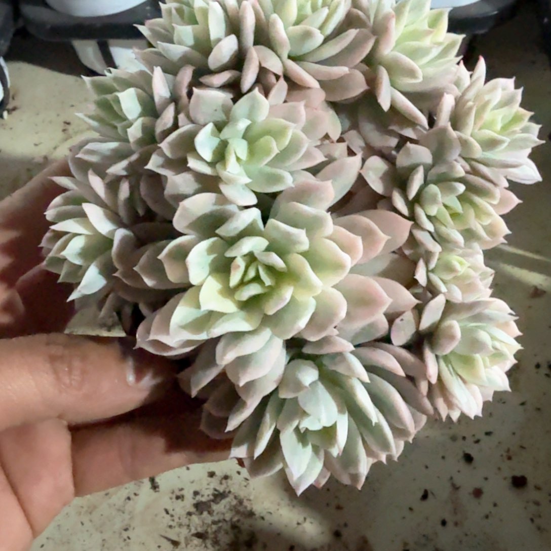 火焰杯锦  锦上园艺一物一拍