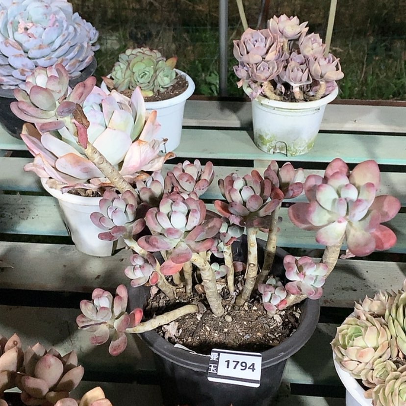 【闪购商品】多肉三日月美人1794