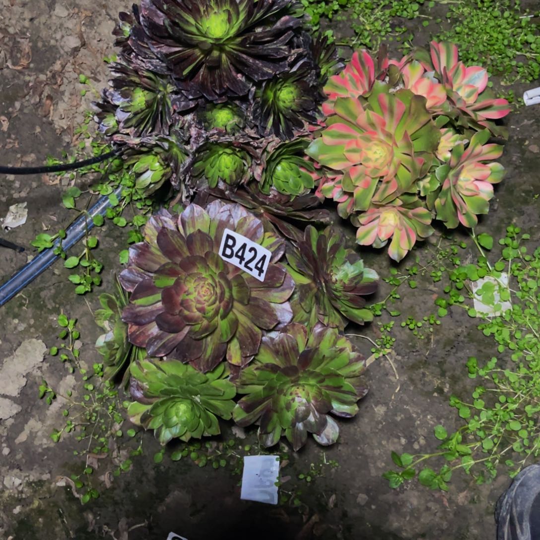 三盆法师26////19包邮