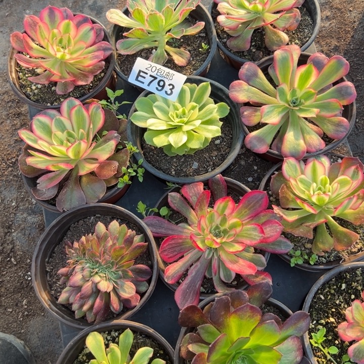 多肉植物793不售后