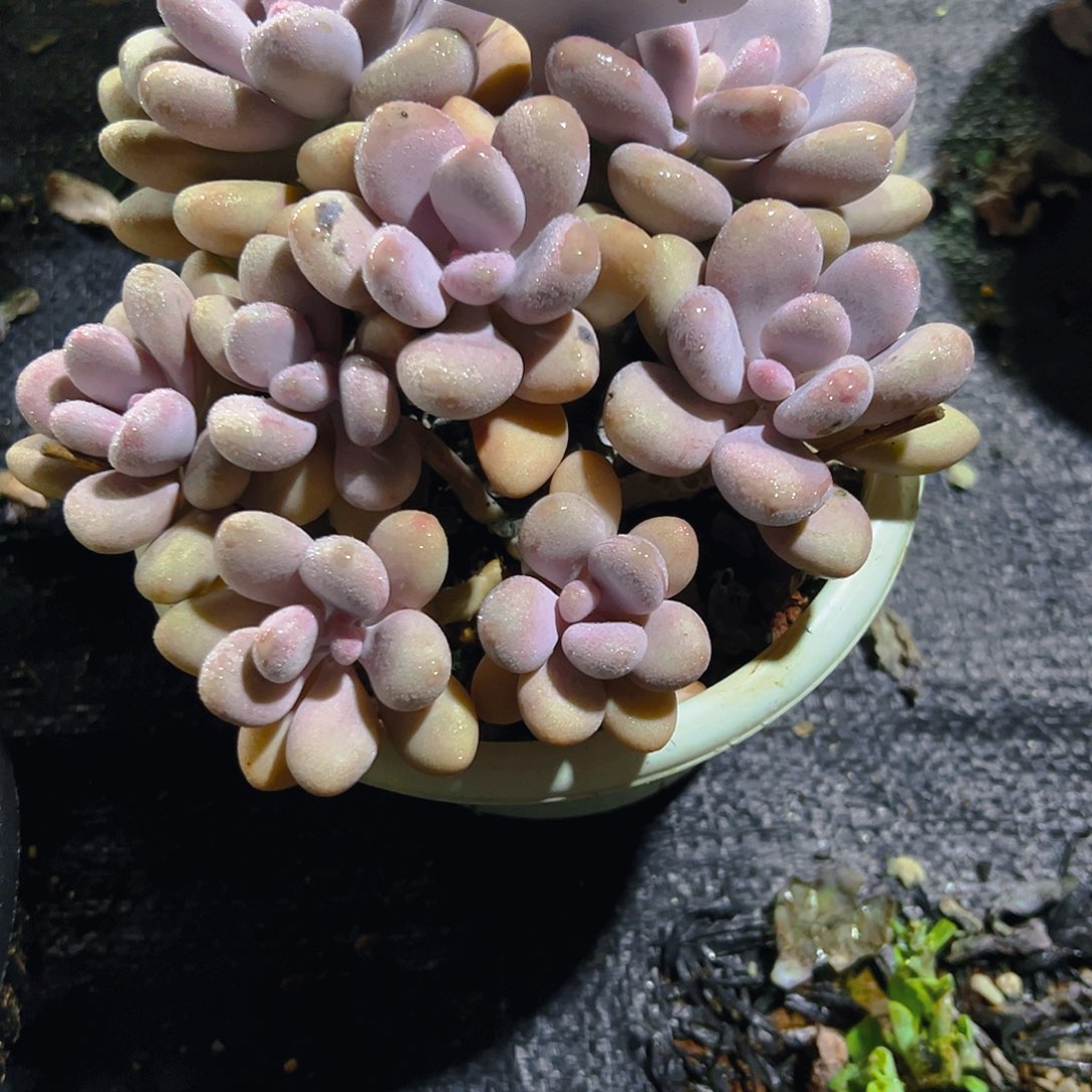 鲍*婷003桃蛋30。。。。。。