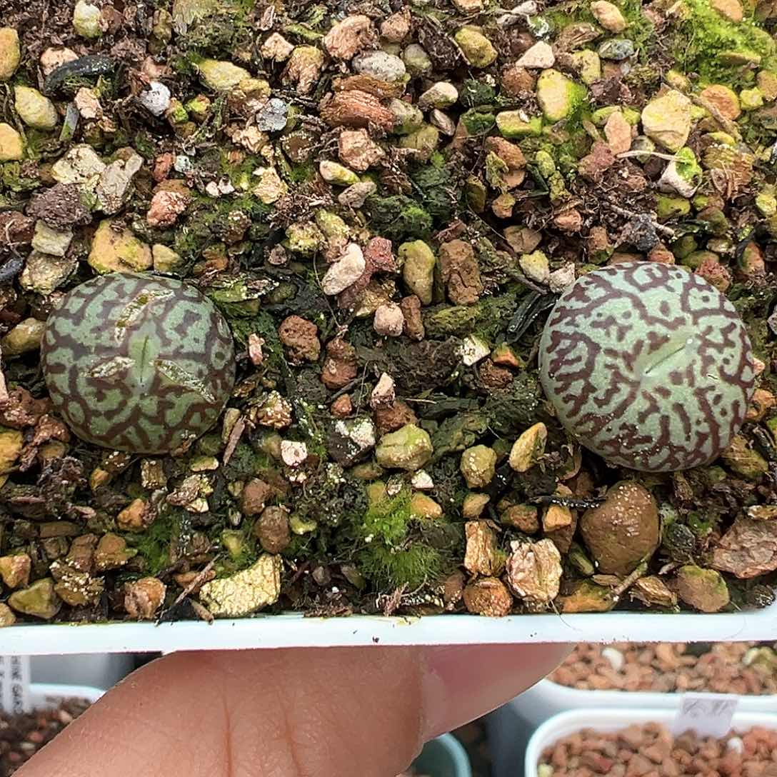 墨小锥 两颗 多肉肉锥