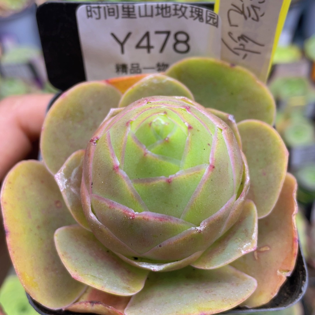 浣纱多肉478一物一拍