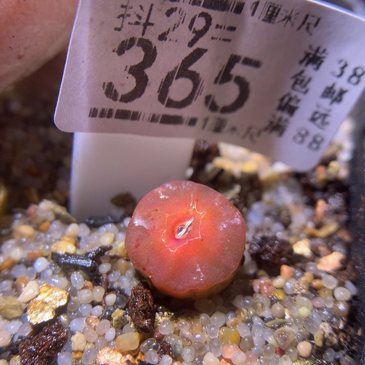 精品生生花29.365