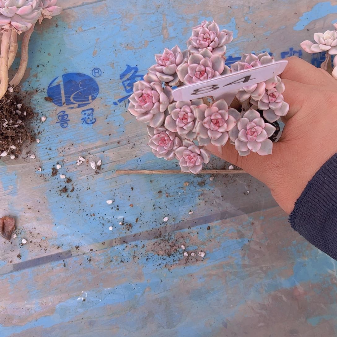 ❤️****84红粉佳人锦68