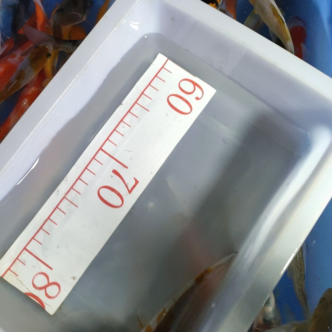 海水鱼红白大正昭和菲血白写