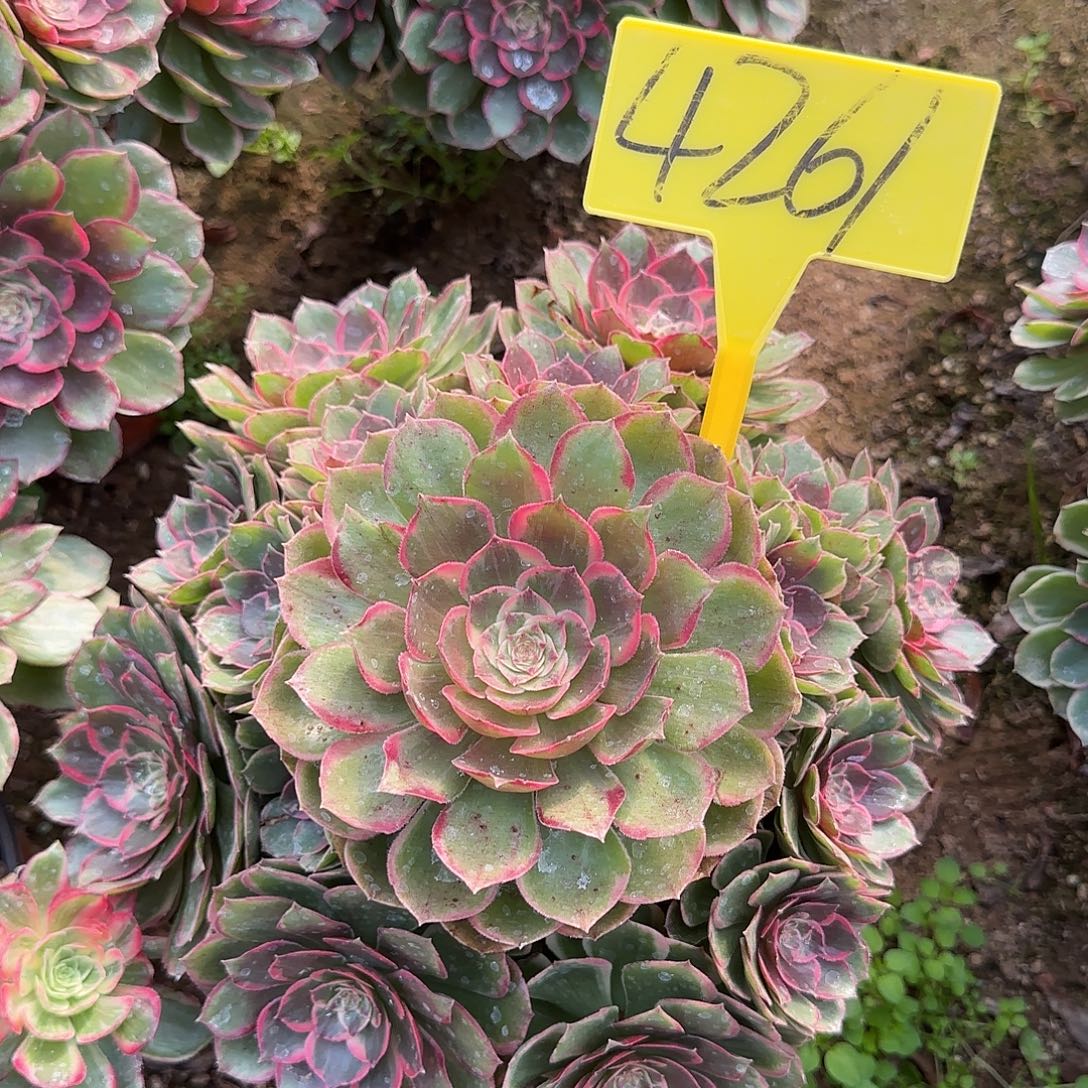 4261---粉花妖多头
