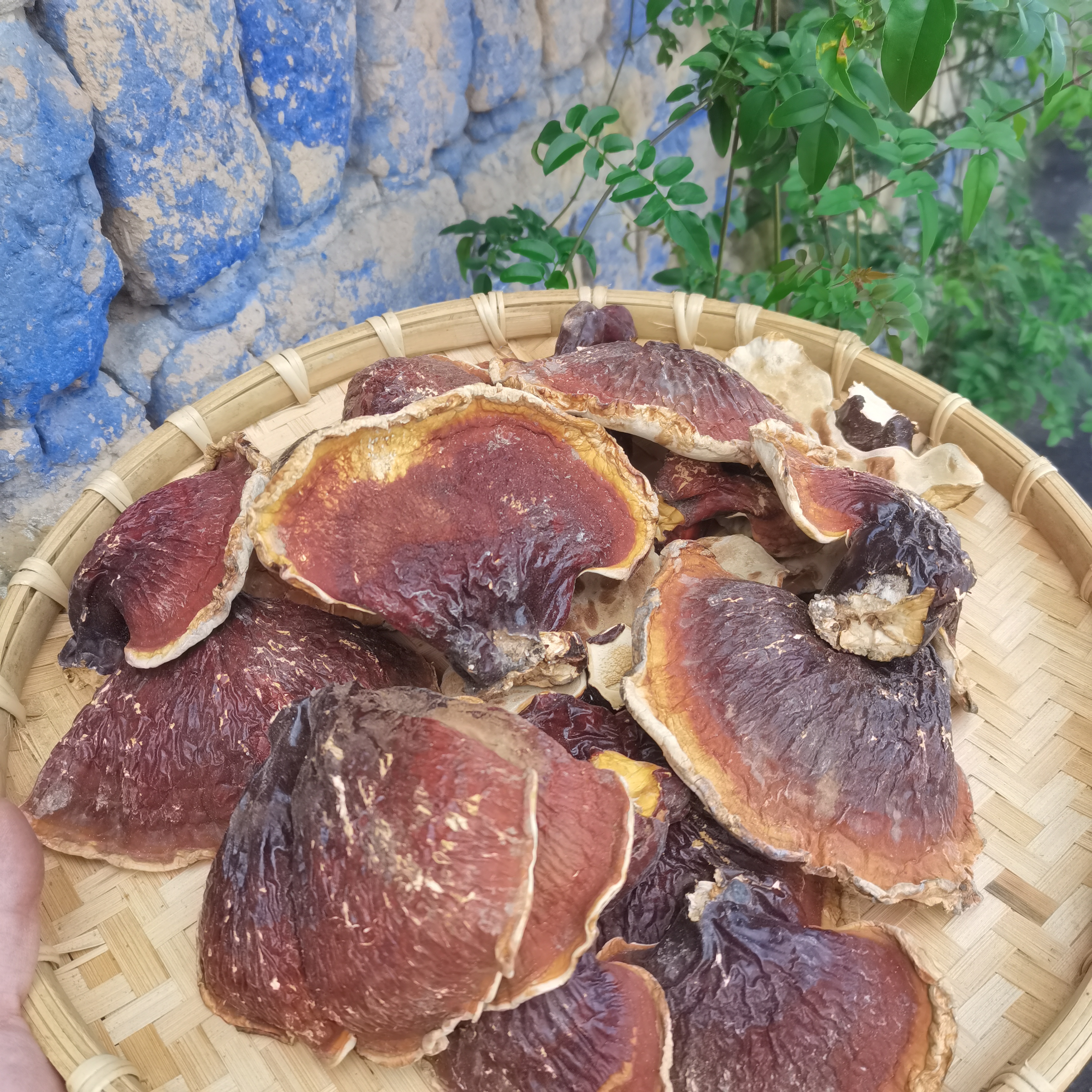 大志精选初级农产品【白~肉~灵~枝】可自行搭配  枸杞