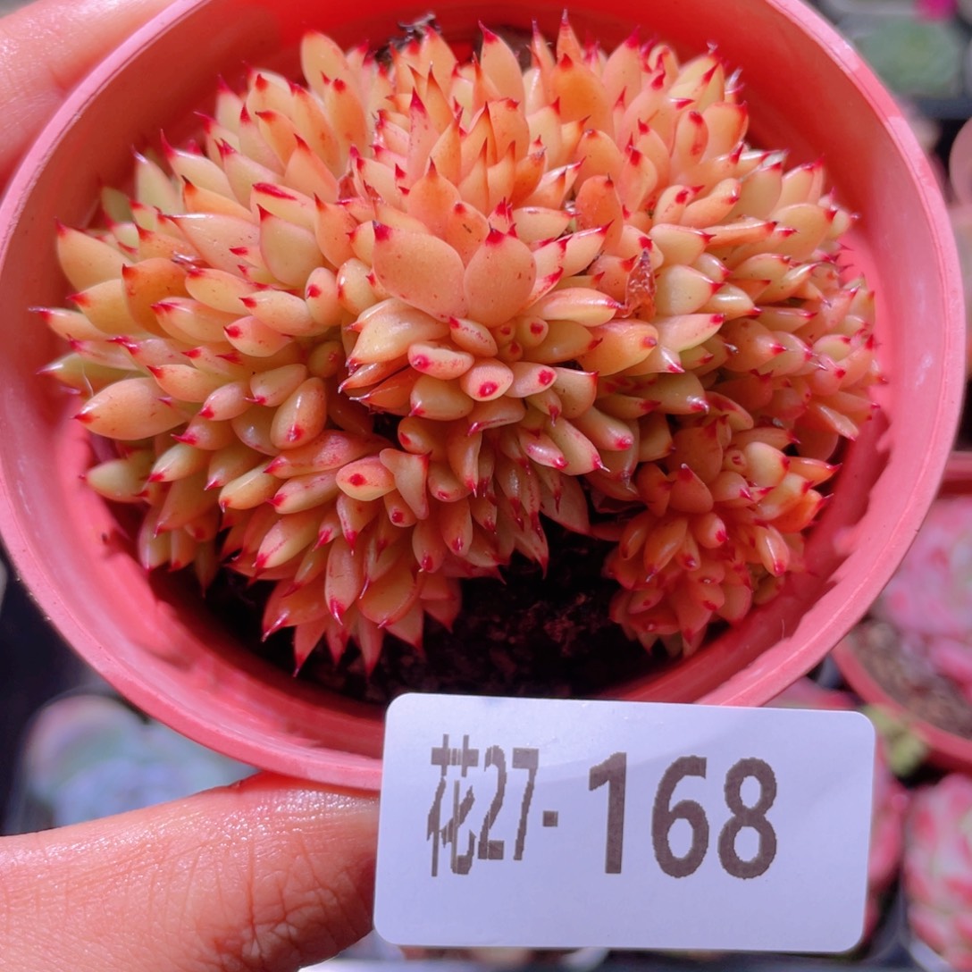 花利美27-168乌木缀化