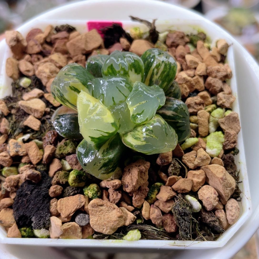 87冰天使锦  多肉十二卷