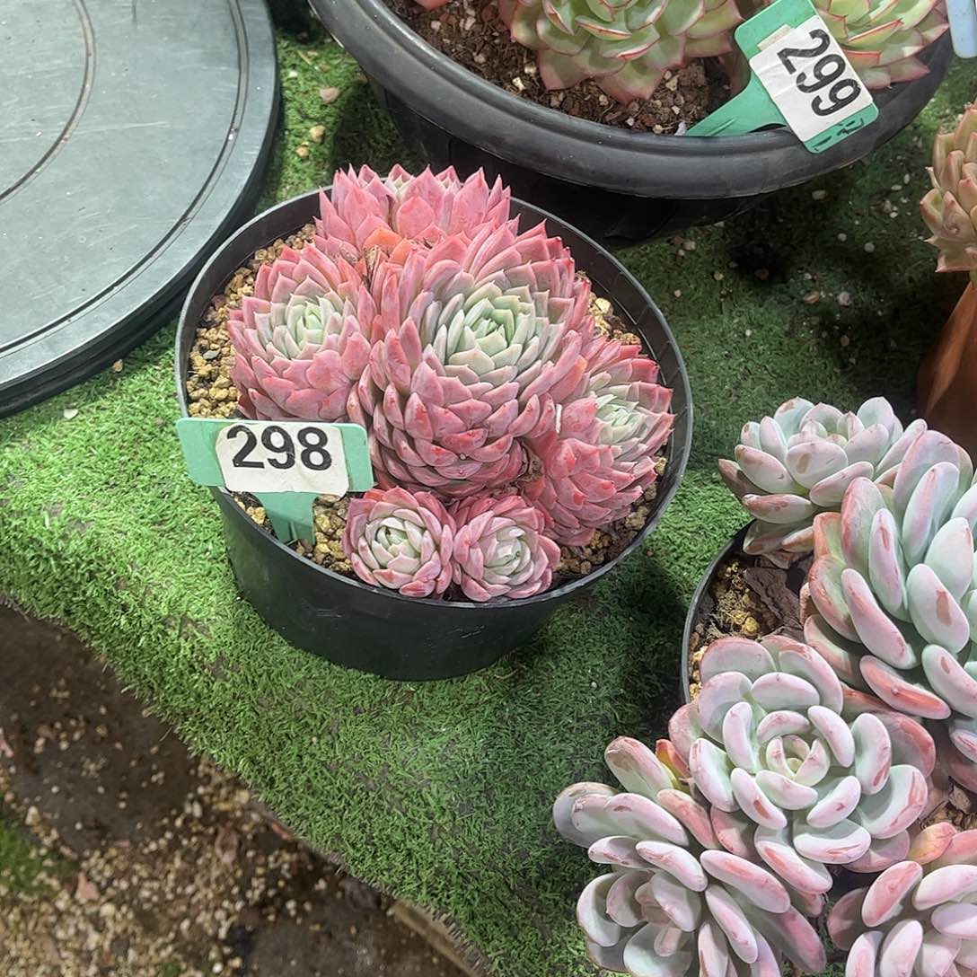 吴***姣粉银多肉植物保护298