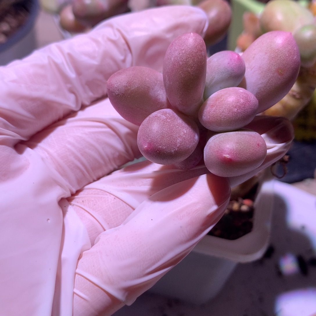 米可奶酪多肉发粉的