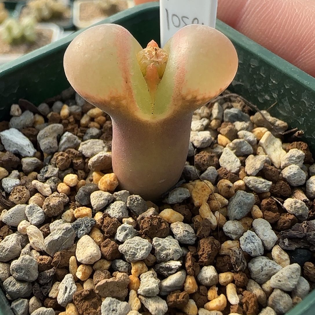 多肉植物鲑鱼粉母本241号