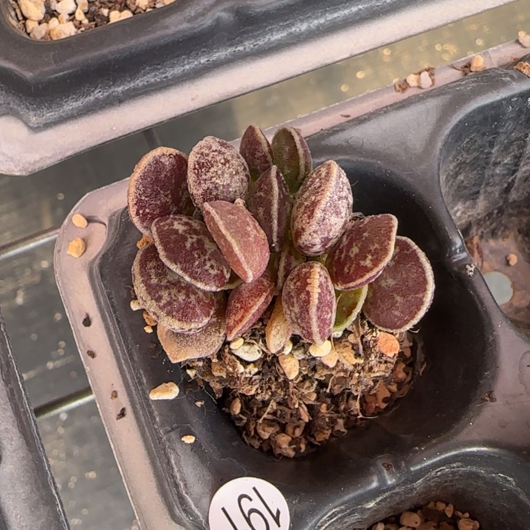 黑马蛋杂水泡多肉191