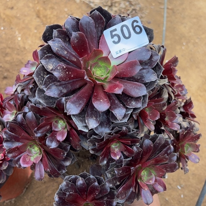 欧子多肉植物506