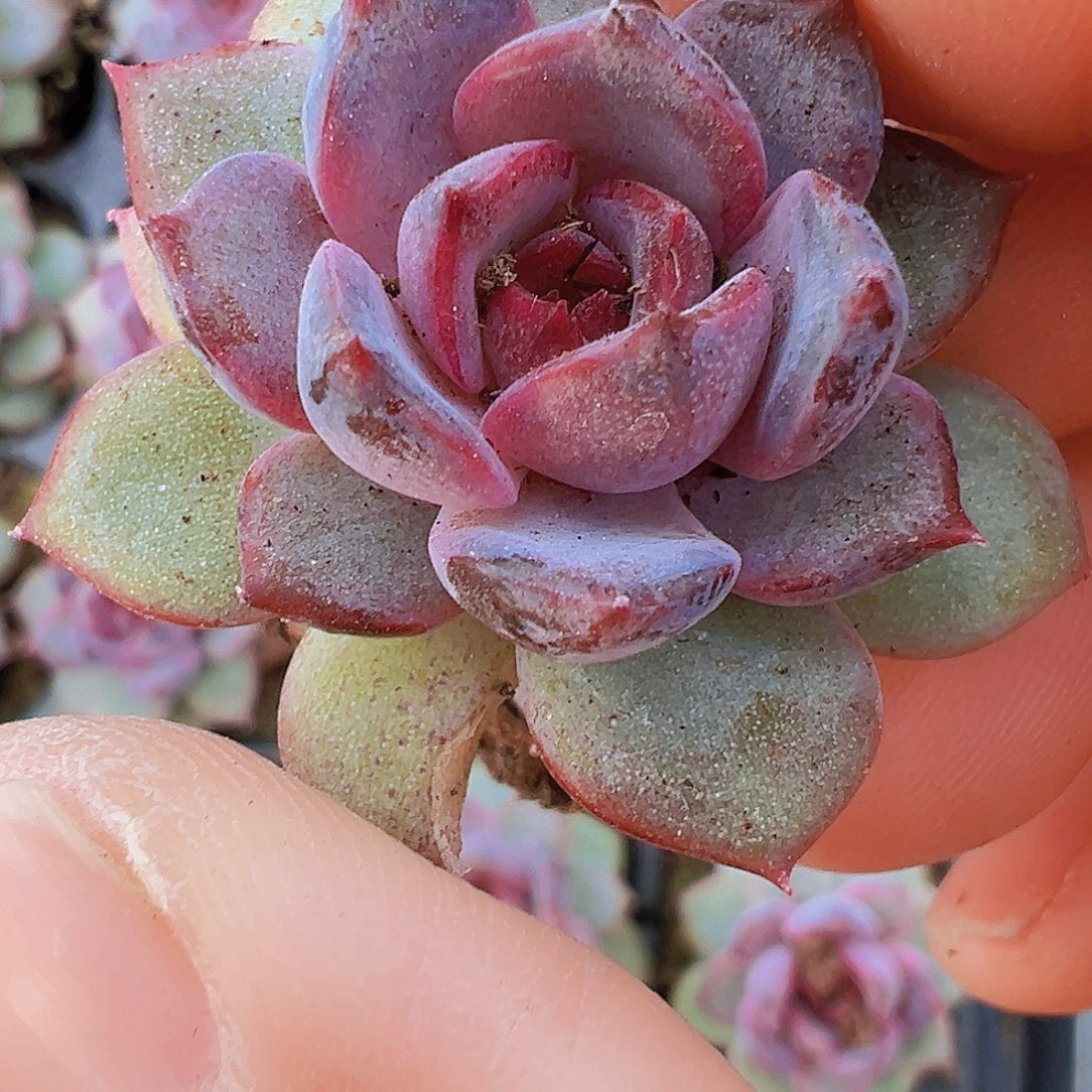 蓝莓苗3颗19包邮dr