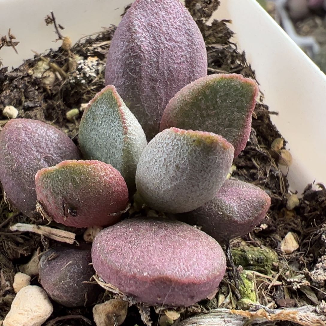 甜心多肉植物水泡多肉植物