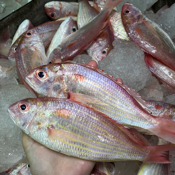 广东汕尾野生海捕红头鱼