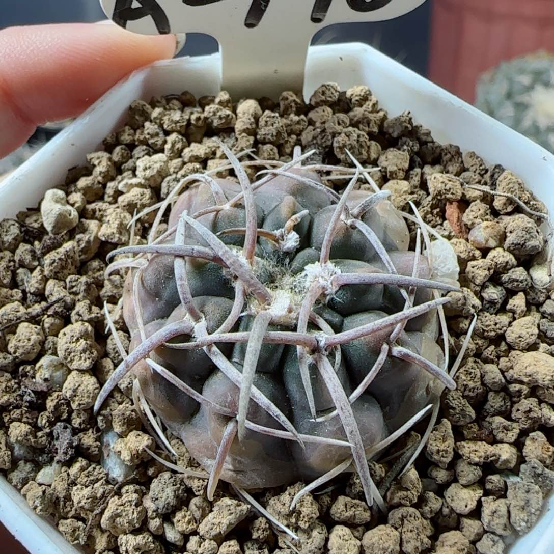 A170实生伏刺天平多肉