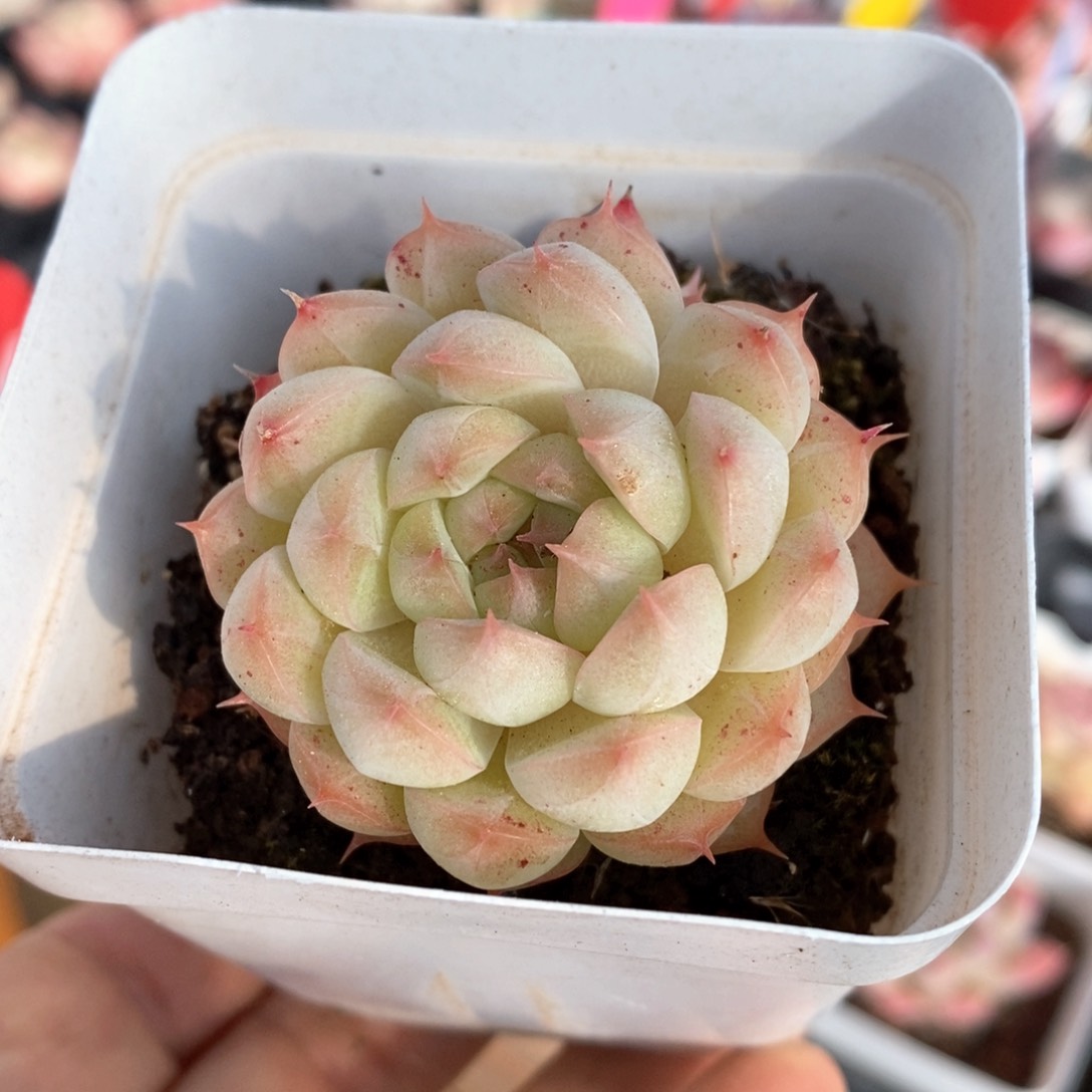 精品多肉一物一拍不包整61