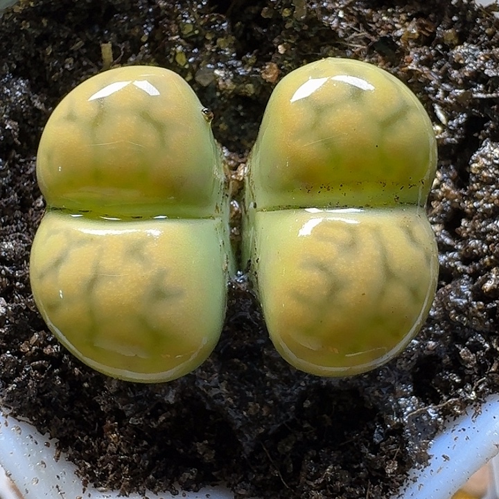生石花111111。   187