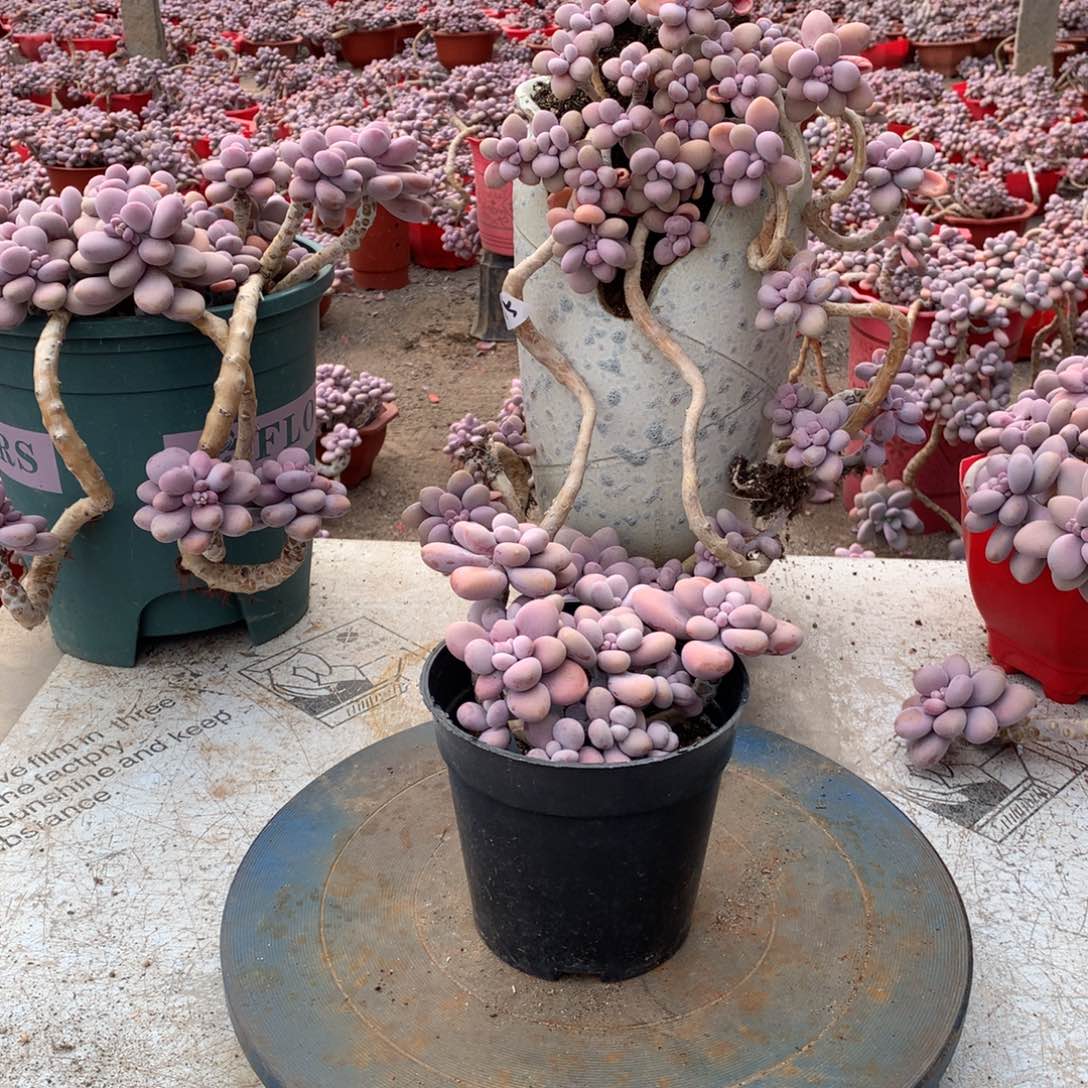 37一物一拍桃蛋老桩