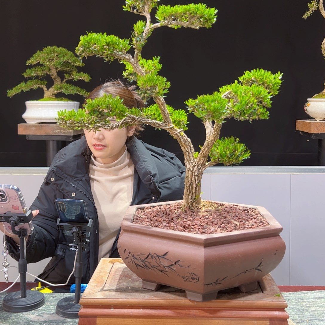 四季常青老桩黄杨盆景