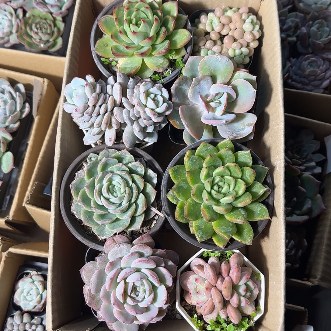 多肉植物带盆发货