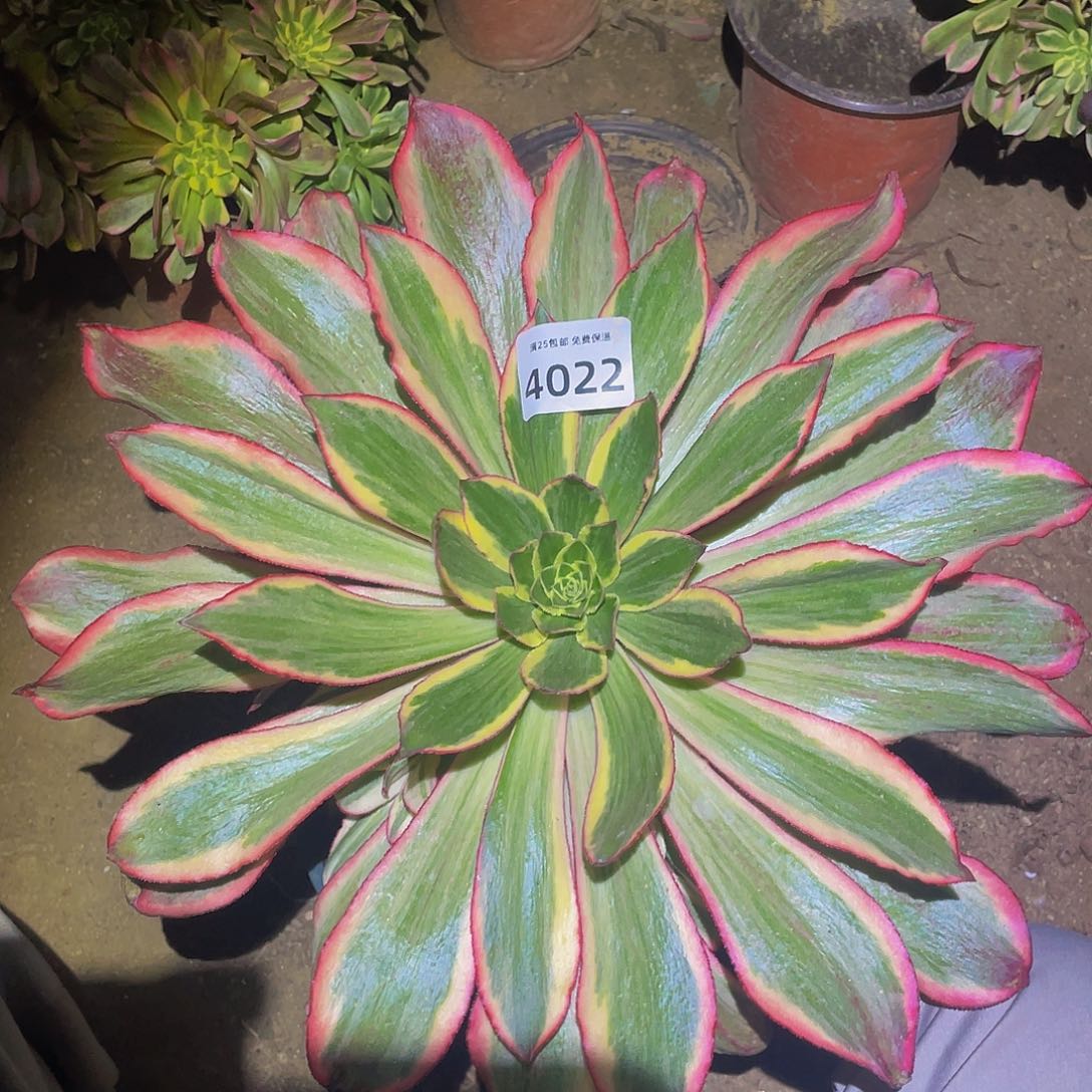 4022大魅影多肉植物