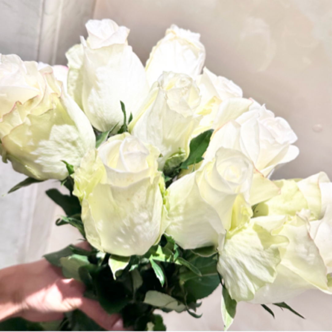 大白·帝王根接苗月季鲜花花匠人月季玫瑰花多头阳台盆栽植物