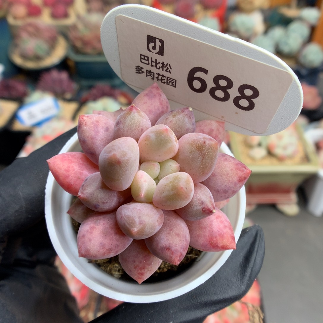 688 半夏多肉多肉