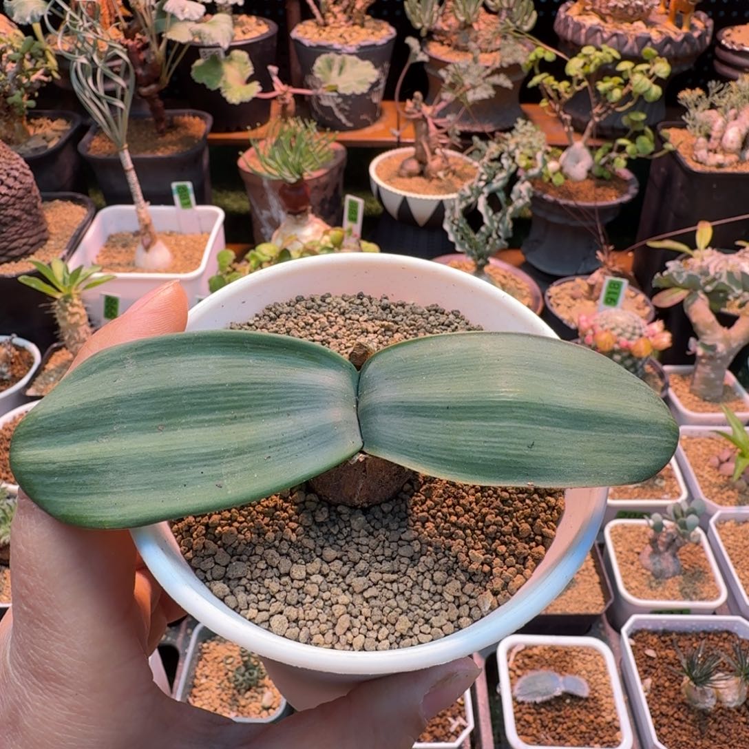 B b灯台百合227 仙人球