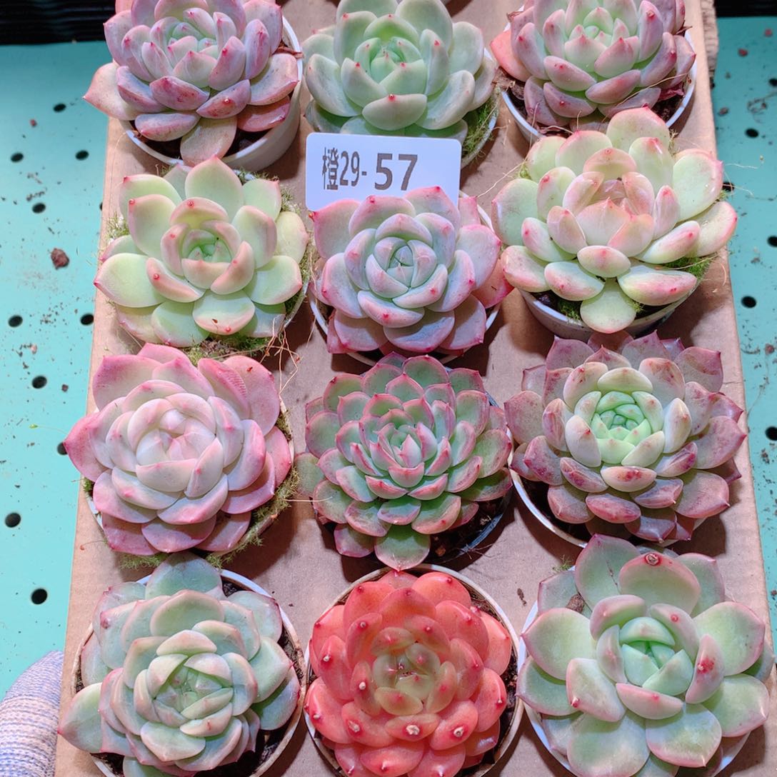 29-57一物一拍多肉带盆18颗