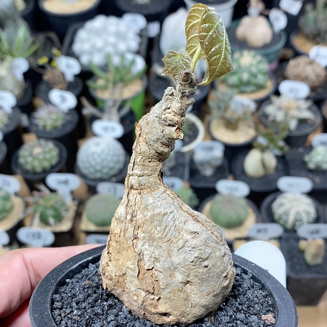 184号实生龟甲梧桐火桐5cm