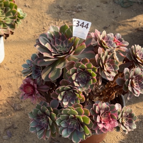 多肉植物黑魔锦捧花