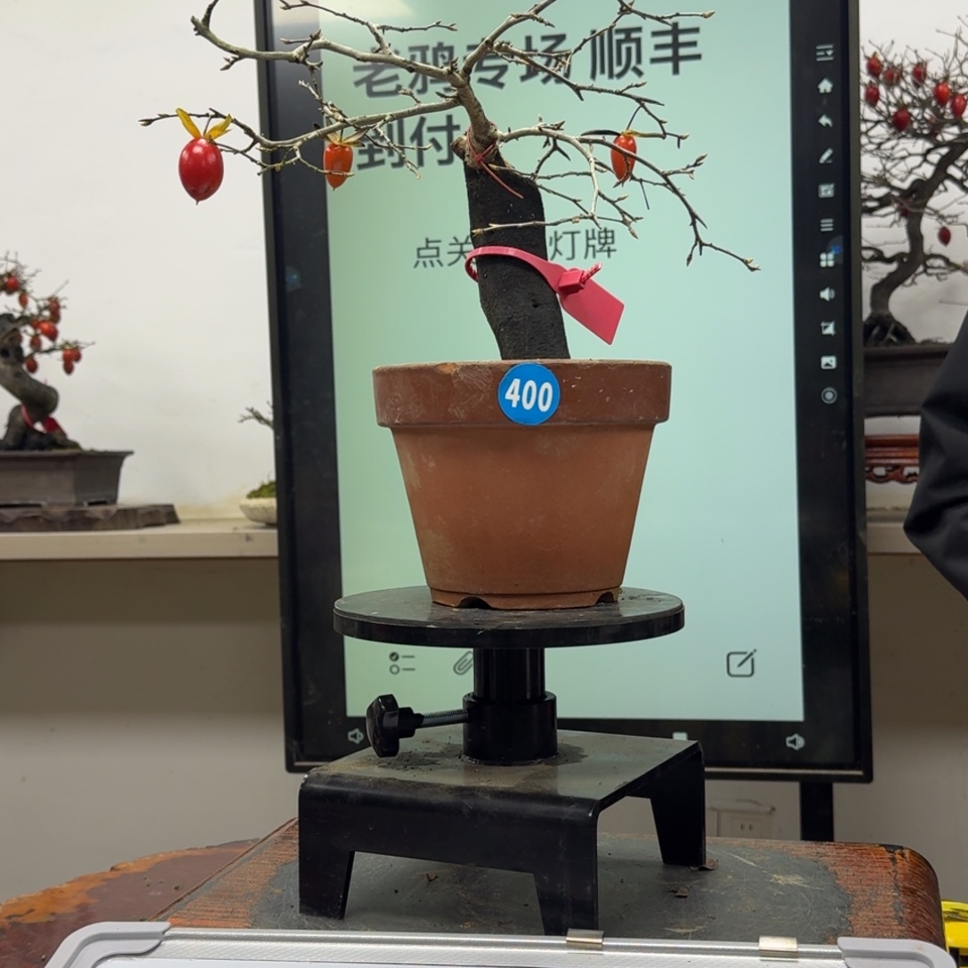 Y***哥无花朵400顺丰到付不包邮