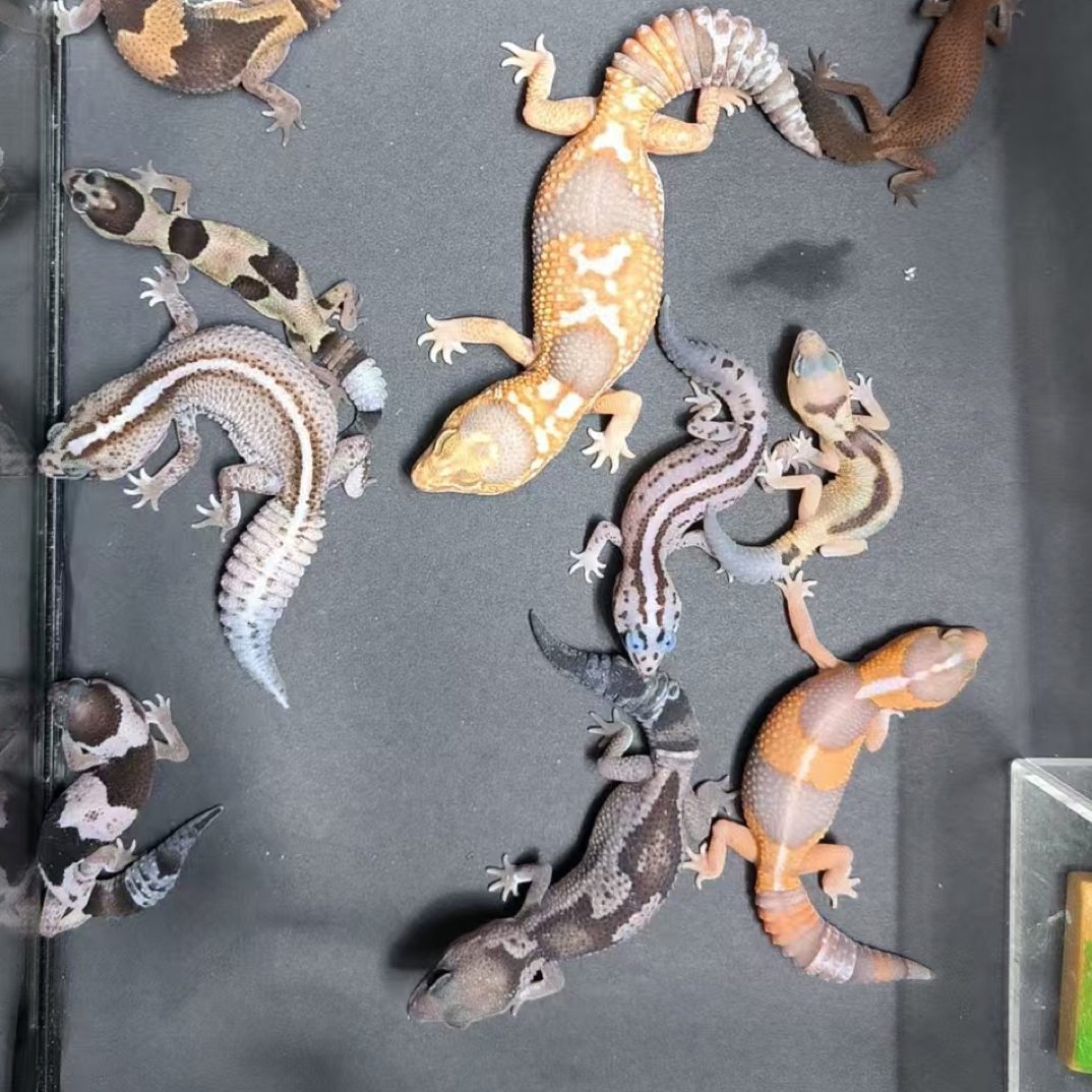 肥尾守宫活体（一物一拍）
